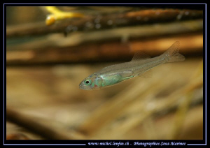 Most probably a baby Perch... around 1,5cm... Close to th... by Michel Lonfat 